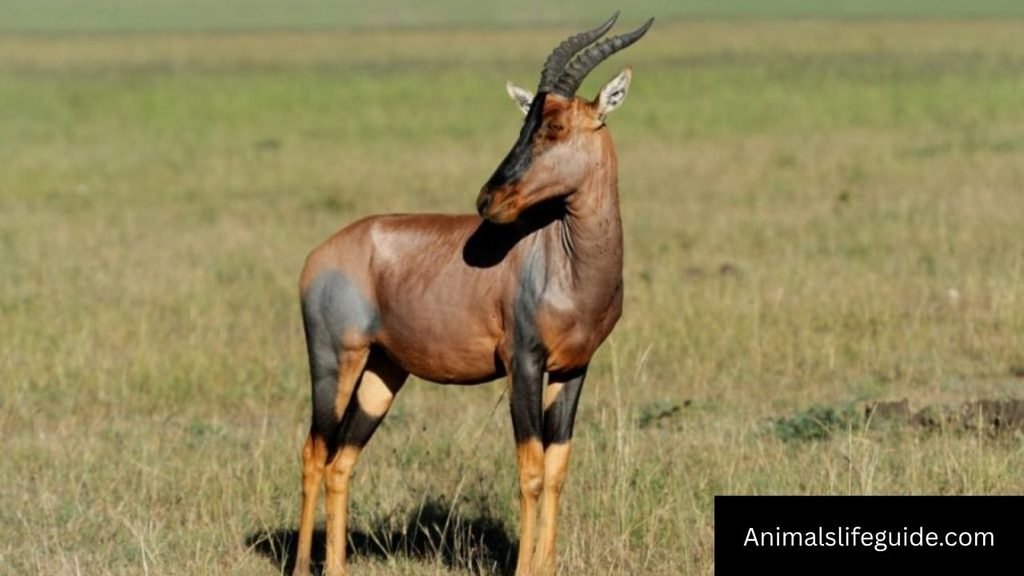 animal with horns