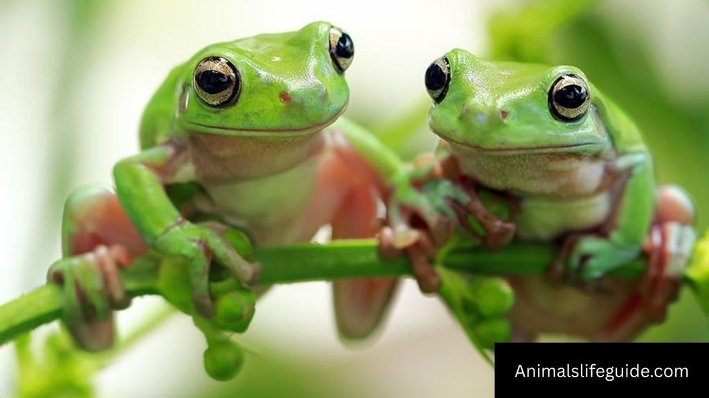 best terrarium pets