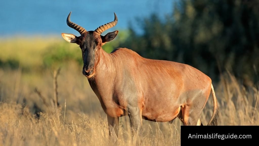 big african animals with horns