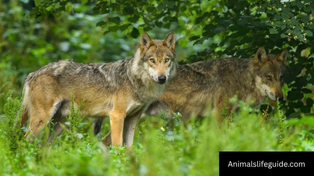 can wolves purr