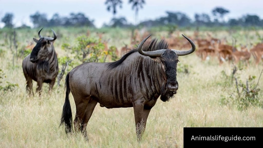 african animal with spiral horns
